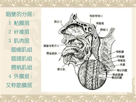 咽喉意思|咽喉的解释